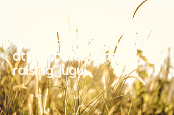 What should you pay attention to when raising Jugui?