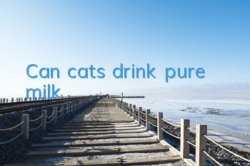 Can cats drink pure milk?