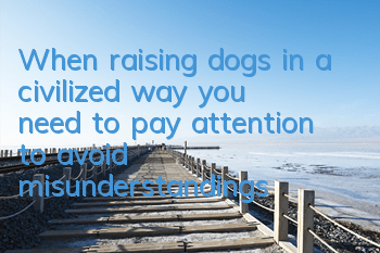 When raising dogs in a civilized way, you need to pay attention to avoid misunderstandings about rabies vaccines.