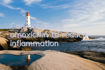 Can cats take amoxicillin to reduce inflammation?