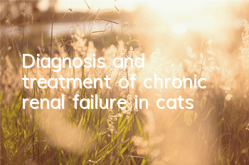 Diagnosis and treatment of chronic renal failure in cats