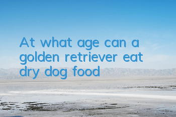 At what age can a golden retriever eat dry dog ​​food?