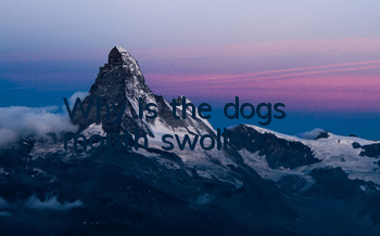 Why is the dog's mouth swollen?