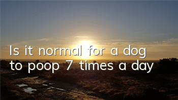 Is it normal for a dog to poop 7 times a day?