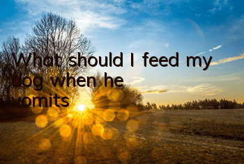 What should I feed my dog ​​when he vomits?