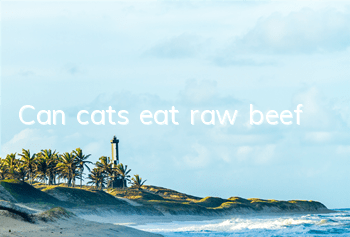 Can cats eat raw beef?