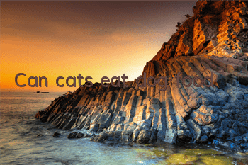 Can cats eat dog food?