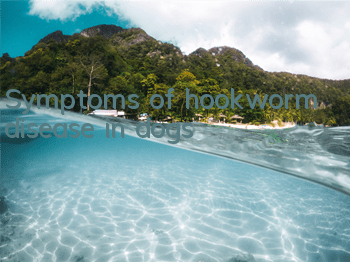 TSymptoms of hookworm disease in dogs