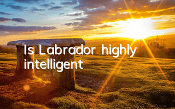 Is Labrador highly intelligent?