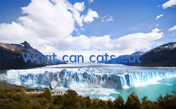 What can cats eat