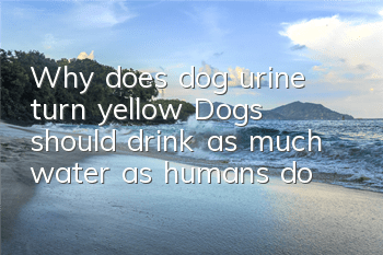 Why does dog urine turn yellow? Dogs should drink as much water as humans do