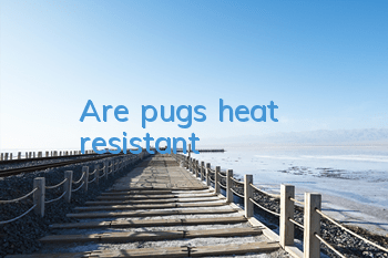 Are pugs heat resistant?