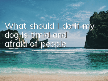 What should I do if my dog ​​is timid and afraid of people?