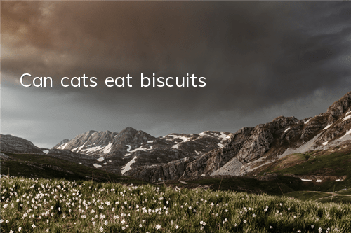 Can cats eat biscuits?