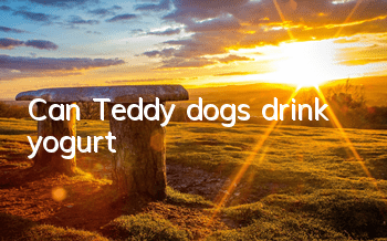 Can Teddy dogs drink yogurt?