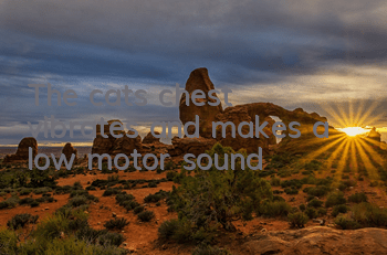 The cat's chest vibrates and makes a low motor sound