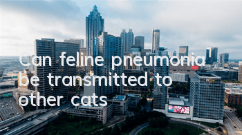 Can feline pneumonia be transmitted to other cats?