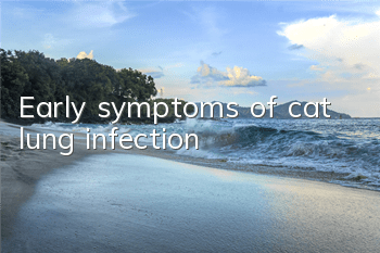 Early symptoms of cat lung infection