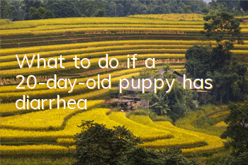 What to do if a 20-day-old puppy has diarrhea