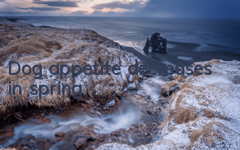 Dog appetite decreases in spring