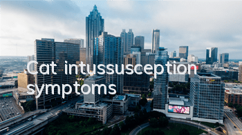 Cat intussusception symptoms