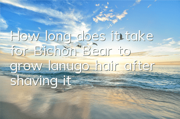 How long does it take for Bichon Bear to grow lanugo hair after shaving it?