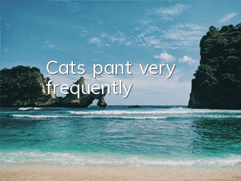 Cats pant very frequently