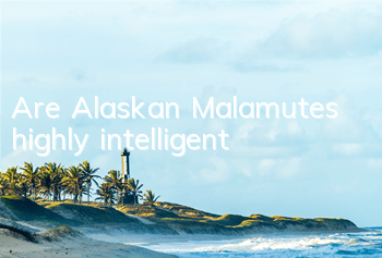 Are Alaskan Malamutes highly intelligent?