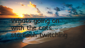 What's going on with the cat's stomach twitching?