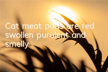 Cat meat pads are red, swollen, purulent and smelly