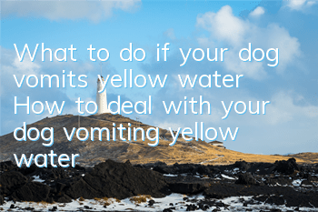 What to do if your dog vomits yellow water How to deal with your dog vomiting yellow water