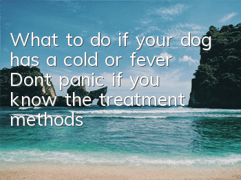 What to do if your dog has a cold or fever? Don’t panic if you know the treatment methods