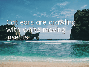 Cat ears are crawling with white moving insects