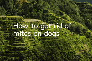 THow to get rid of mites on dogs