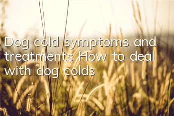 Dog cold symptoms and treatments How to deal with dog colds