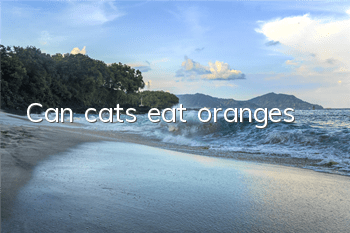 TCan cats eat oranges?