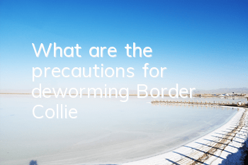 TWhat are the precautions for deworming Border Collie?