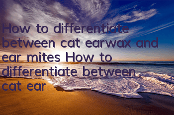 How to differentiate between cat earwax and ear mites How to differentiate between cat earwax and ear mites