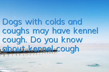 Dogs with colds and coughs may have kennel cough. Do you know about kennel cough?