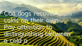 Can dogs recover from colds on their own? Pay attention to distinguishing between a cold and a precursor to disease