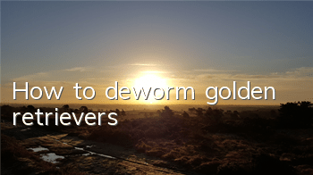 THow to deworm golden retrievers