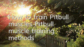 THow to train Pitbull muscles? Pitbull muscle training methods!