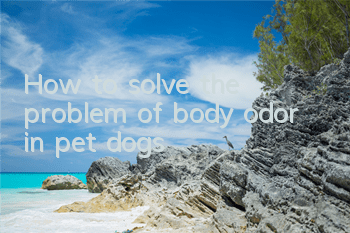 How to solve the problem of body odor in pet dogs?