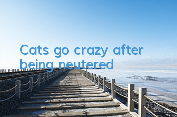 Cats go crazy after being neutered