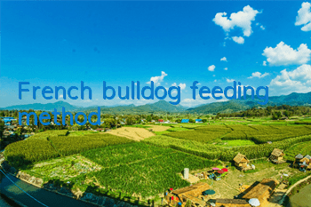 French bulldog feeding method
