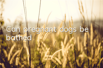 Can pregnant dogs be bathed?