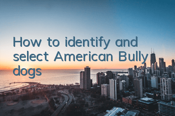 How to identify and select American Bully dogs