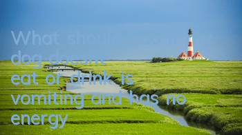 TWhat should I do if my dog ​​doesn’t eat or drink, is vomiting, and has no energy?