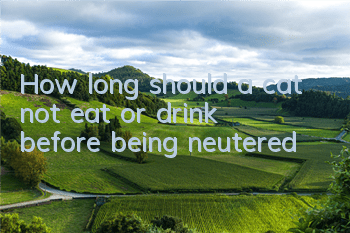 How long should a cat not eat or drink before being neutered?