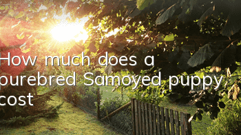 How much does a purebred Samoyed puppy cost?